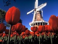 Голландия - страна тюльпанов и мельниц